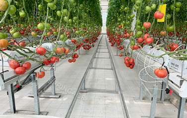 Our tomato greenhouse is installing wet curtains