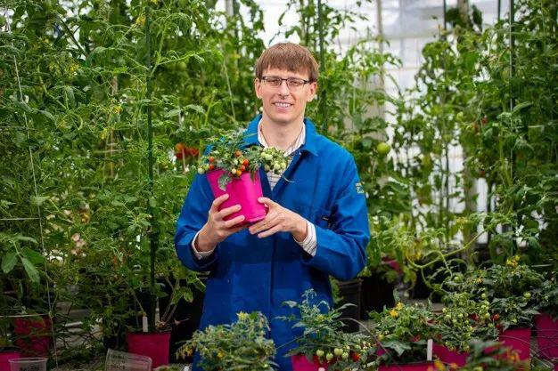 The First Space-Grown Tomatoes Are Expected To Be Harvested In Early 2025