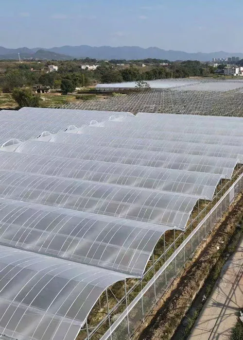 Cucumber and tomato greenhouse