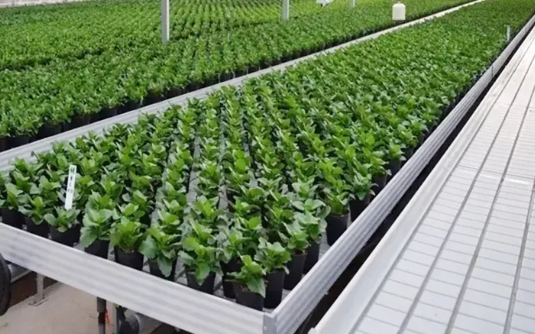 Greenhouse Nursery Abs Plastic Hydroponic Trays