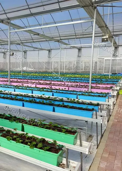 Huyang County greenhouse