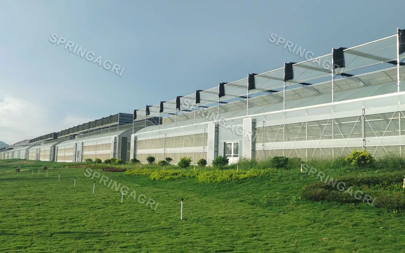 Large Scale With Low Cost Multispan Plastic Vegetable Greenhouse