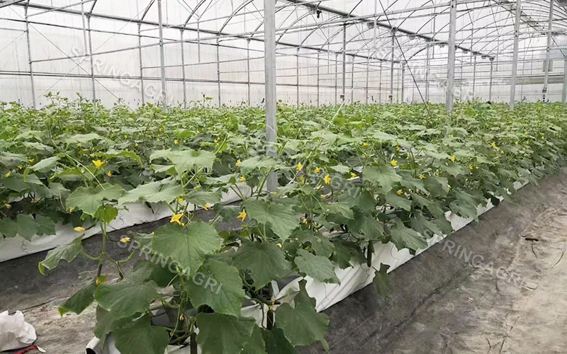 Multi-Span Agricultural Hydroponics Equipment Greenhouses