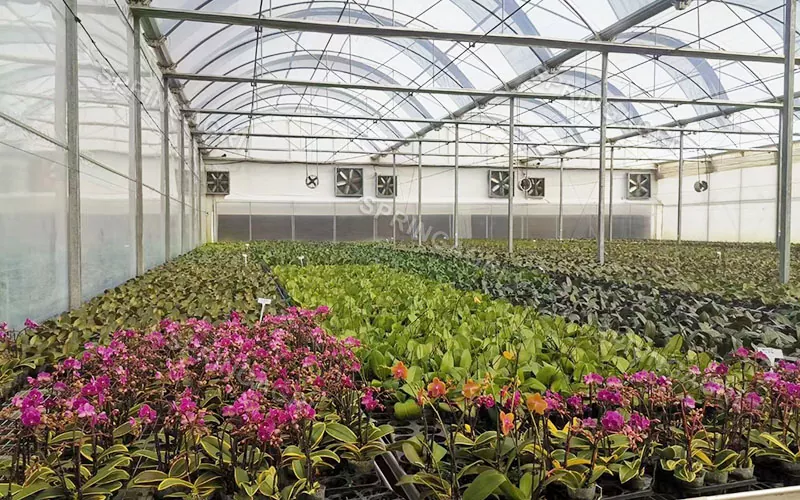 Multispan Phalaenopsis Orchids Greenhouse for Sale