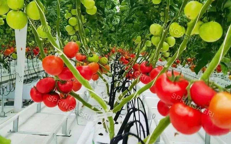 Multispan Plastic Tomato Greenhouse