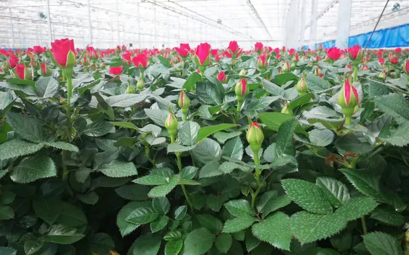 Rose And Tulip Greenhouse